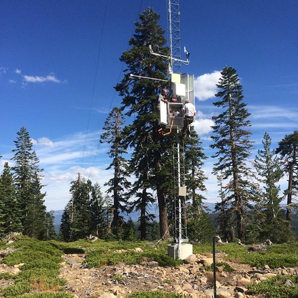 trees in the sierra nevada range